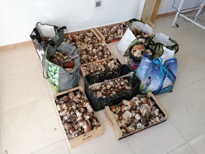 Decomisos micológicos realizados en Covaleda (Soria) el pasado fin de semana.