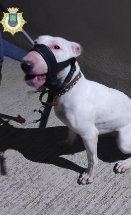 Detenido el propietario de dos perros que causaron lesiones importantes a dos personas en la calle San Juan de Logroño