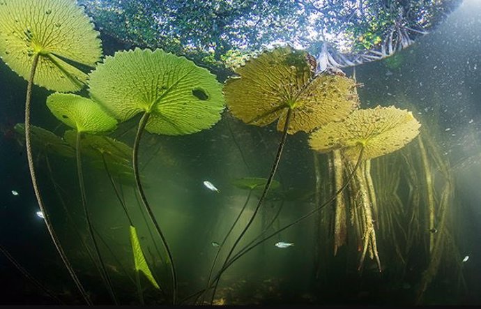 La vida acuática del río San Pedro Mártir en Tabasco, México, encuentra refugio en las raíces sumergidas de los manglares rojos.