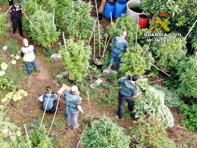 Plantación de marihuana
