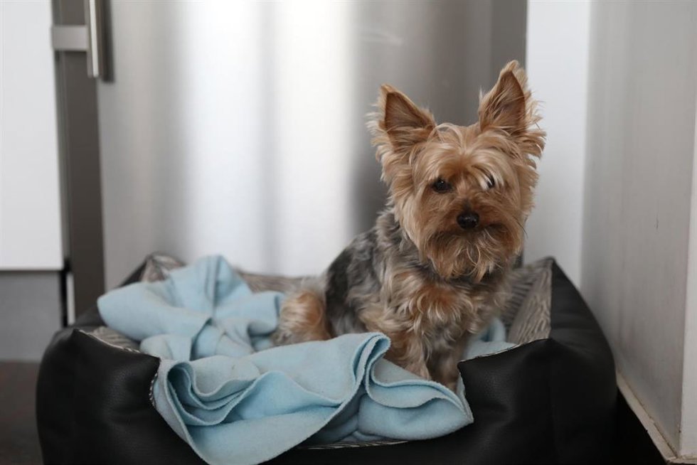 Archivo - Un perro doméstico en un domicilio en plena pandemia del coronavirus