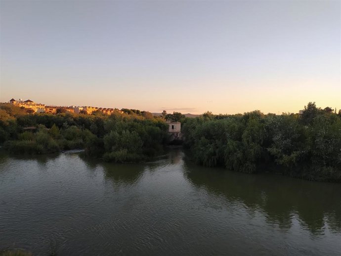 La vegetación cubre buena parte del cauce del río Guadalquivir en las islas entre el Puente Romano y el Puente de San Rafael.