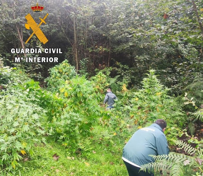 Un detenido y un investigado por cultivar marihuana en el occidente asturiano.