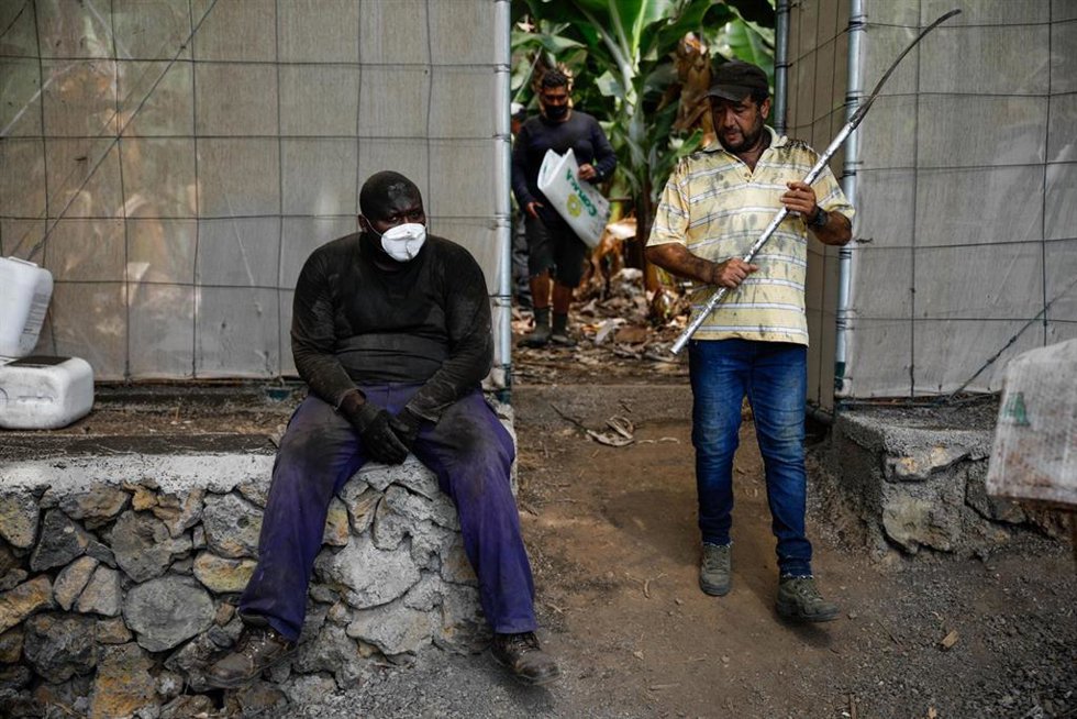 Dos agricultores llenos de ceniza, después de recoger las piñas de plátanos tras la erupción del volcán de Cumbre Vieja. 