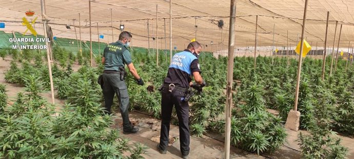 Plantación de marihuana en La Aldea de San Nicolás