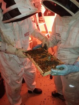 Bomberos retiran un enjambre con 30.000 abejas en Ávila