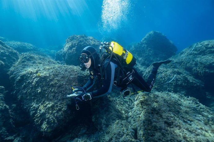 Archivo - El proyecto 'Servicio para los censos visuales de peces vulnerables de las Reservas Marinas de las Islas Baleares', de la Conselleria de Agricultura, Pesca y Alimentación.