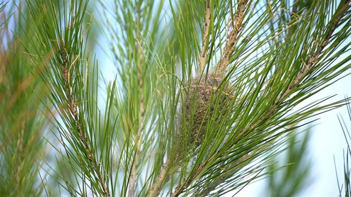 Procesionaria del pino.