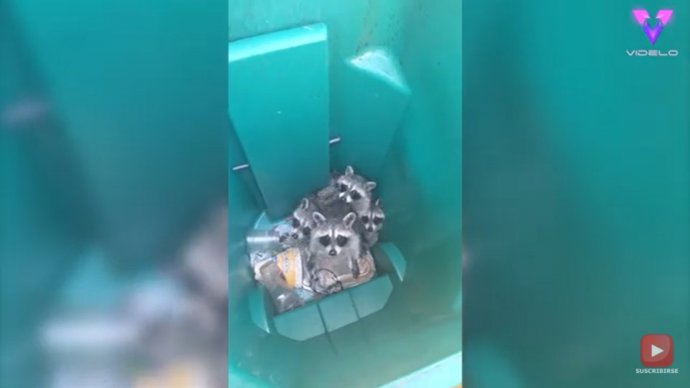 Una mujer encuentra y libera a una familia de mapaches atrapados en un cubo de basura enfrente de su casa