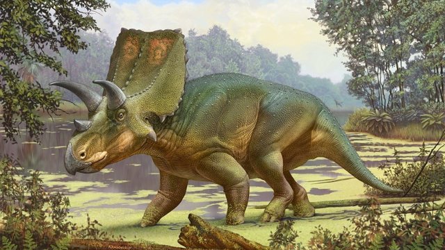 Sierraceratops es anterior a su relativo Triceratops y mide alrededor de cinco metros de largo.