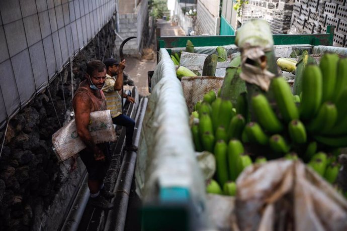 Dos agricultores después de introducir las piñas de plátanos en un camión, en Tazacorte