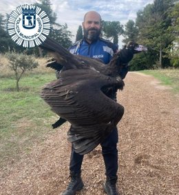Rescatan un buitre negro perdido en el club de golf de Puerta de Hierro de Madrid