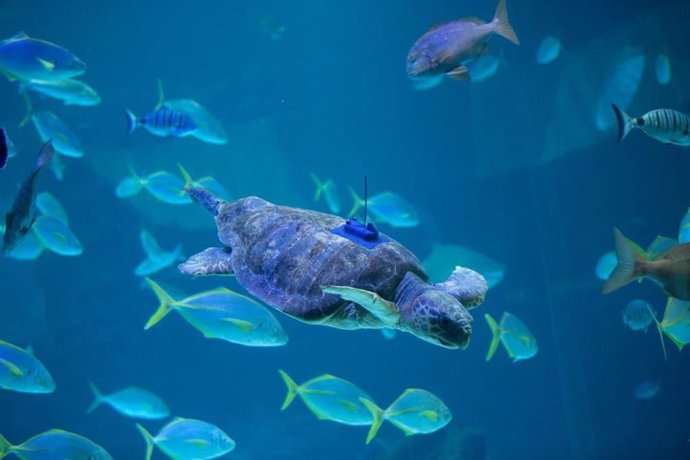 Poema del Mar devuelve al océano a una tortuga