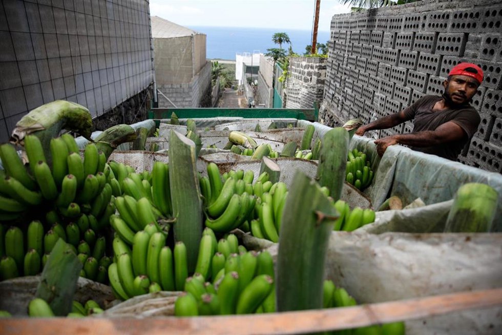 Varias piñas de plátanos en un camión, después de ser recogidas por los agricultores 