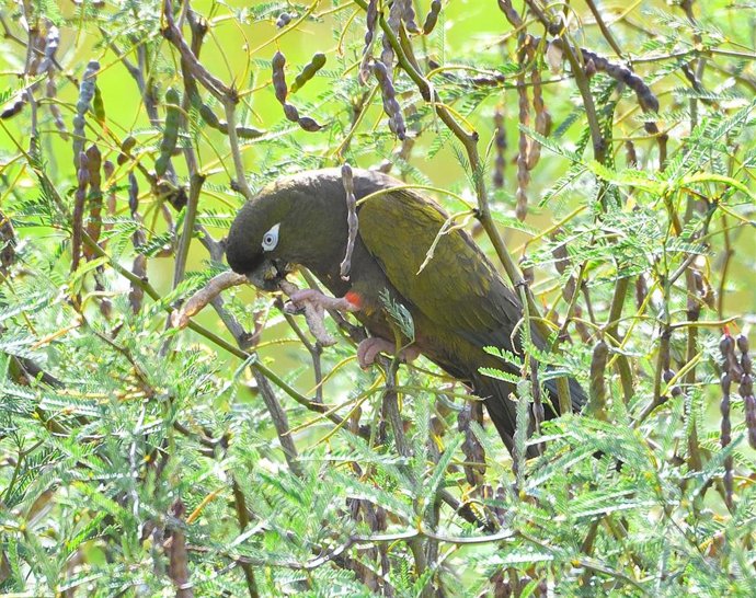 Loro barranquero del desierto del Monte Andino