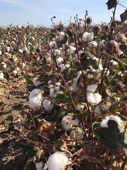 Archivo - Cultivo de algodón
