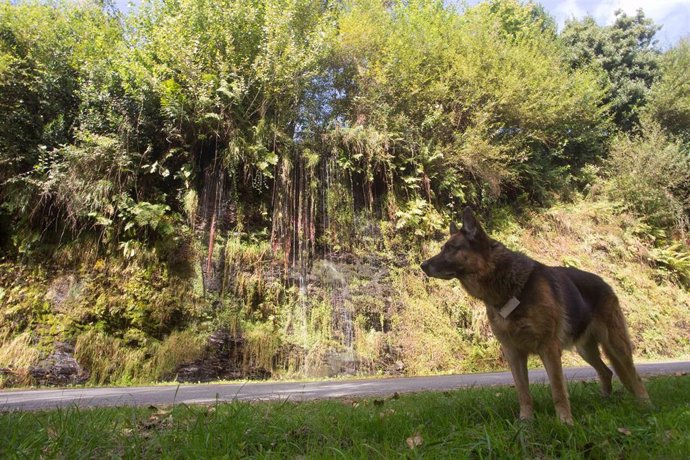 Un perro pasea en la aldea de Baldomir, en los montes de la Sierra do Courel, en Lugo, Galicia (España), a 22 de septiembre de 2021, en Lugo, Galicia (España).