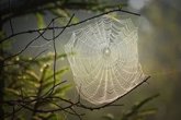 Foto: ¿Qué hay de cierto en la propiedades curativas de la tela de araña?