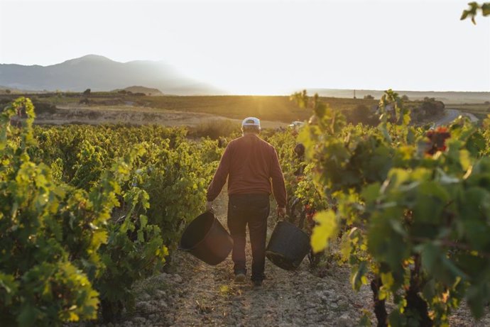 Vendimia en Rioja