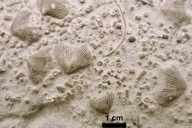 Fósiles de braquiópodos y crinoideos del Ordovícico tardío, hace unos 445 millones de años.