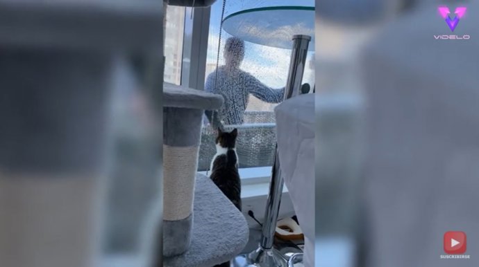 El gato del piso 22 de un rascacielos hace amistad con el limpiador de ventanas para deleite de TikTok
