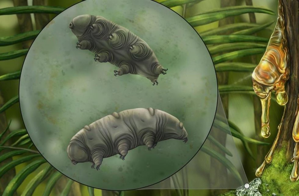 Reconstrucción artística de Paradoryphoribius chronocaribbeus en musgos.