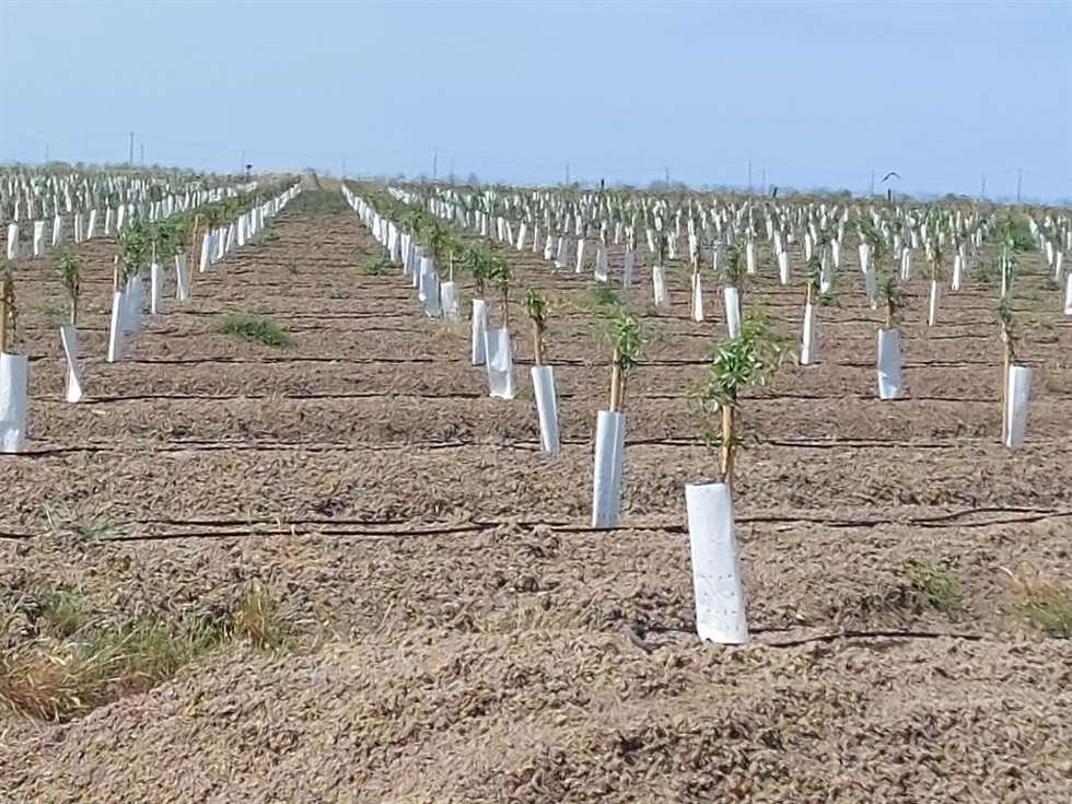 Las marismas del norte de Doñana "transformadas" en campos de tomates. WWF España