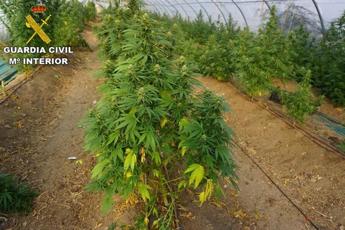 Detenidas cuatro personas por delitos relacionados con el cultivo y venta de marihuana en Brunete y Quijorna