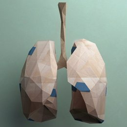 Archivo - Pulmón, pulmones.