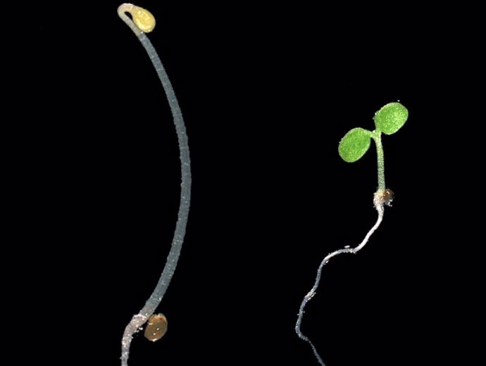 Plántulas de Arabidopsis de crecimiento oscuro (izquierda) y de crecimiento claro (derecha).