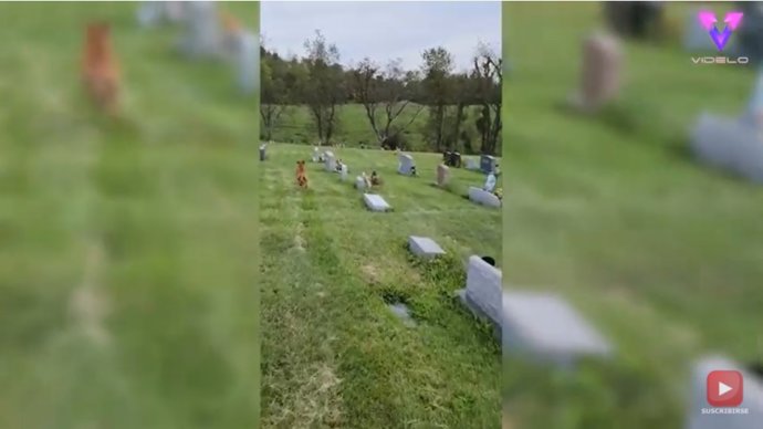 Esta perrita sorprendió a su dueño dirigiéndose directamente a la lápida de su madre en el cementerio