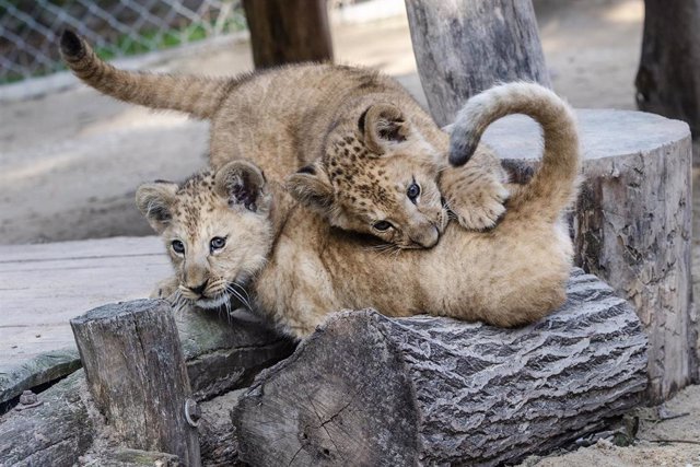 Dos cachorros de león juegan en un zoológico de República Checa. Photo: Taneèek David/CTK/dpa