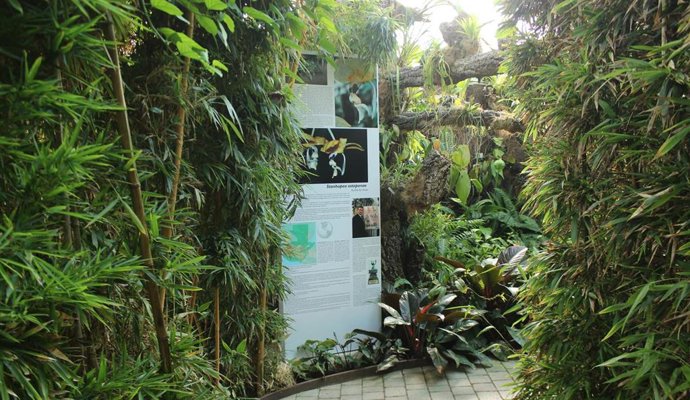 Parque Orquidario de Estepona dedica un espacio a una orquidea descubierta en Guatemala y a la que han nombrado como Estepona