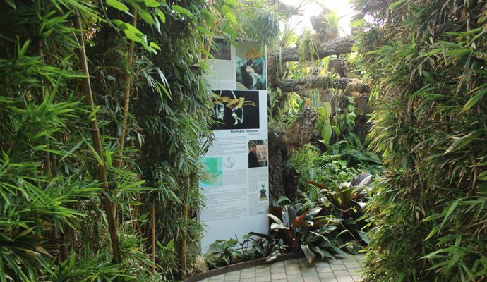 Parque Orquidario de Estepona dedica un espacio a una orquidea descubierta en Guatemala y a la que han nombrado como Estepona