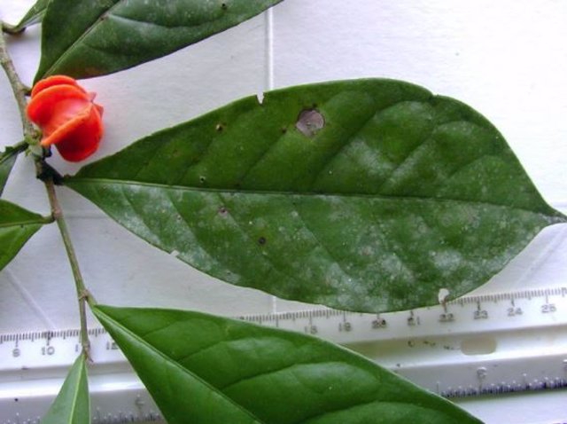 Un espécimen de una hoja y una pequeña fruta naranja de la planta misteriosa.