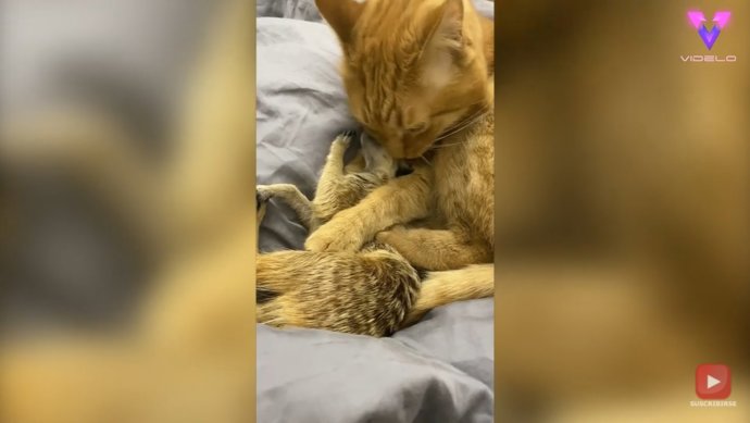 Un gato y un par de suricatas se han convertido en amigos inseparables a pesar de pertenecer a especies tan distintas