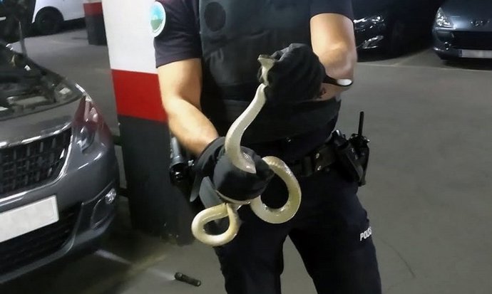 Rescatan a una serpiente escondida en el motor de un coche