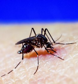 Archivo - Mosquito  A. Aegypti, dengue, zika, chikungunya