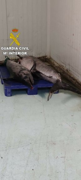 Dos ejemplares de pez espada sin documentación intervenidos por la Guardia Civil en un control de pesca en el Puerto de A Coruña.