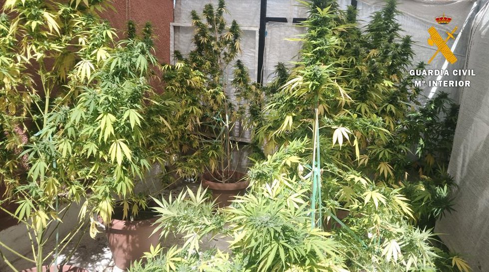 Plantación de cannabis sativa aprehendida por la Guardia Civil en Hellín