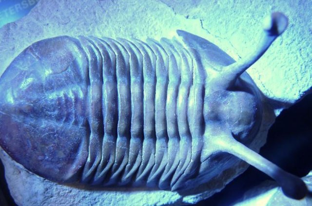 Un fósil de trilobites del período Ordovícico, que duró desde hace unos 485 a 443 millones de años.