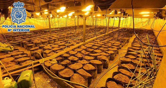 Imagen de parte de la plantación de marihuana en la nave industrial