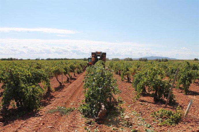 Un trabajador utiliza un tractor para recoger uvas de una cosecha durante la temporada de vendimia de 2021