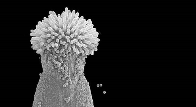Archivo - Micrografía electrónica del estigma de un pistilo de 'Arabidopsis'