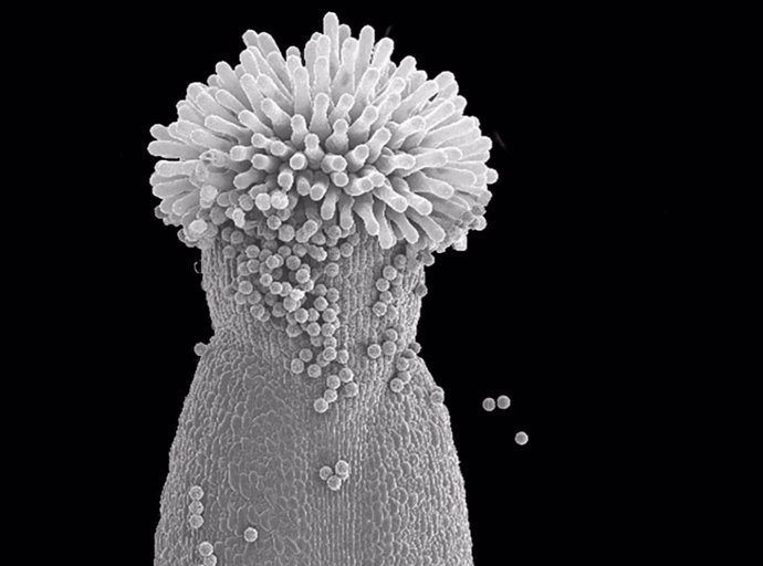 Micrografía electrónica del estigma de un pistilo de 'Arabidopsis'.