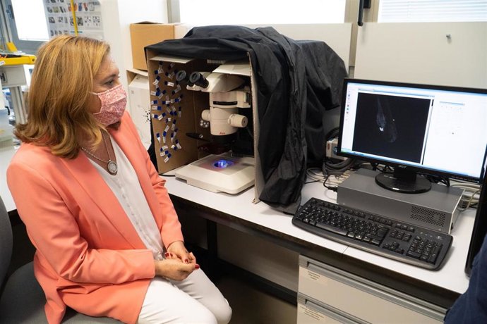 La consejera de Educación, Cultura y Deportes de C-LM, Rosa Ana Rodríguez