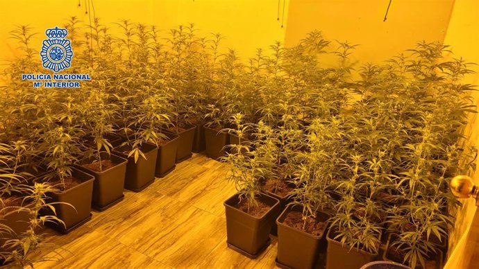 Nueve detenidos y desmantaladas tres plantaciones de marihuana en Villalbilla, Getafe y Carabanchel