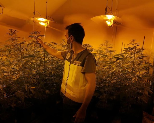 Imagen de una de las plantaciones