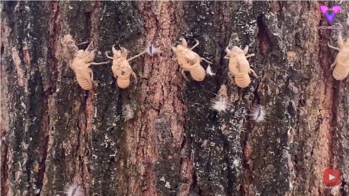 Un gran número de exoesqueletos de cigarra pegados a un árbol llamó la atención de un transeúnte en un parque de Italia