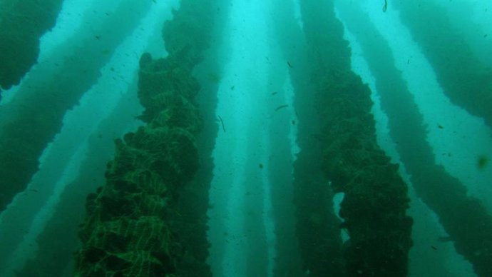 La herramienta puede permitir optimizar recursos en la industria del mejillón y otras del sector